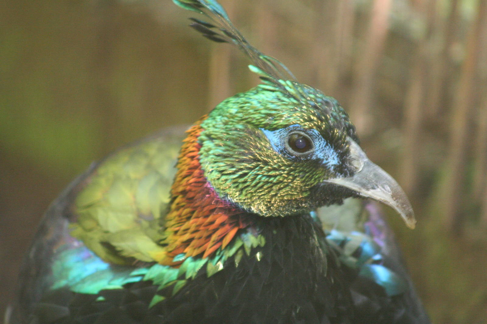 Male Himalayan Monal @ Dudley; 19.09.2015