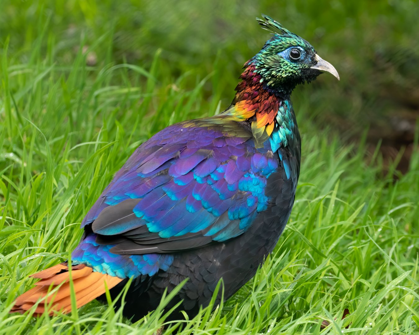 Male Himalayan Monal / Exmoor Zoo / 7-9-20
