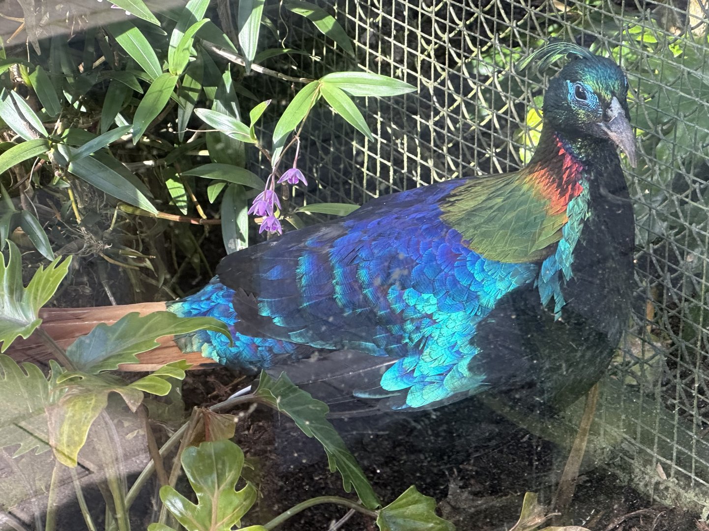 Male Himalayan monal (Lophophorus impejanus)