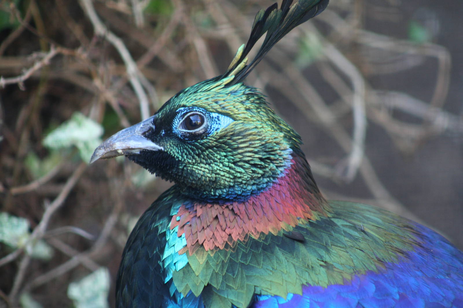 Male Himalayan Monal @ Lotherton; 10.11.2010