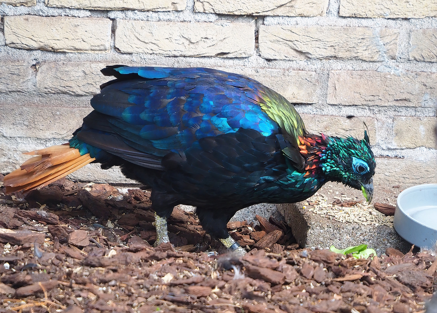 Male Himalayan monal pheasant (Lophophorus impejanus), 2022-08-28