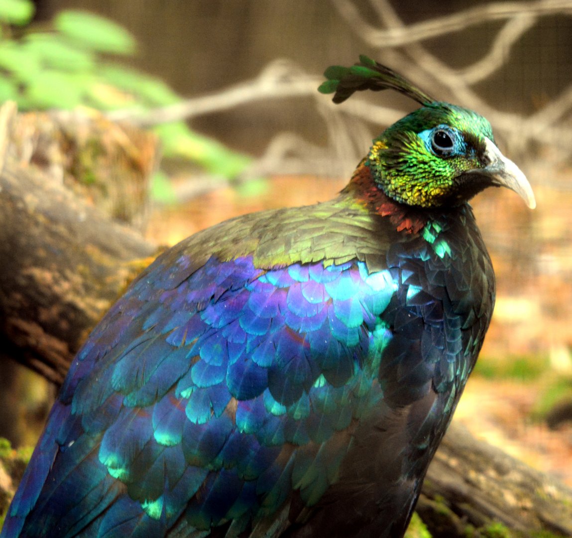 Male Himalayan Monal