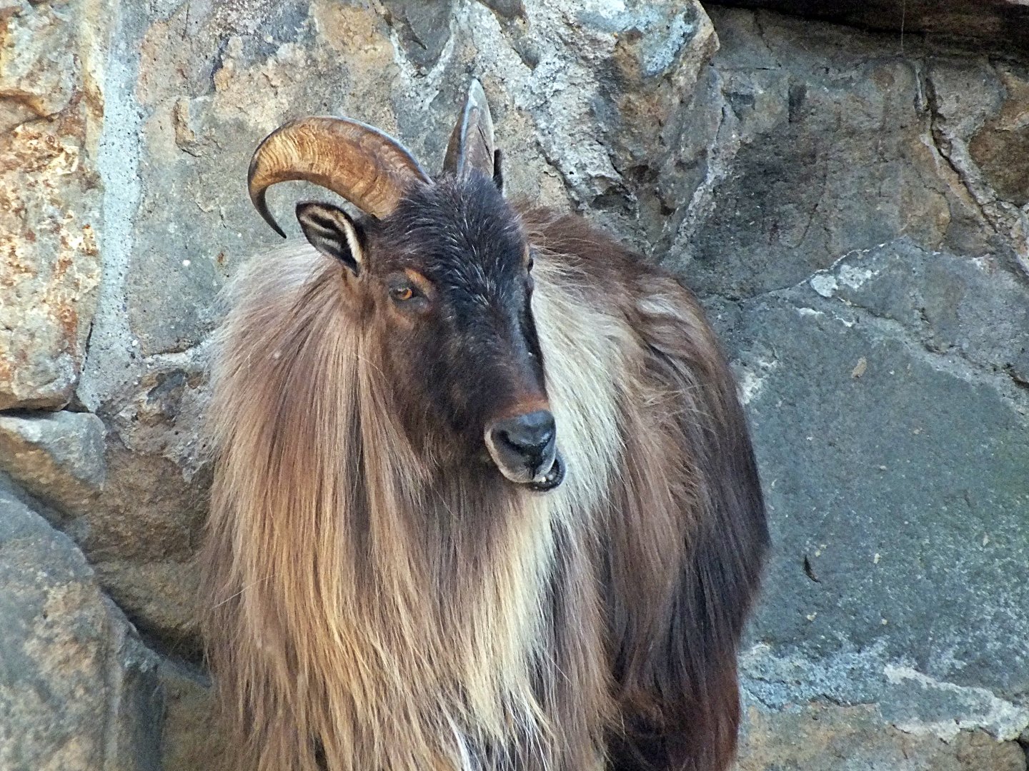 Male Himalayan tahr