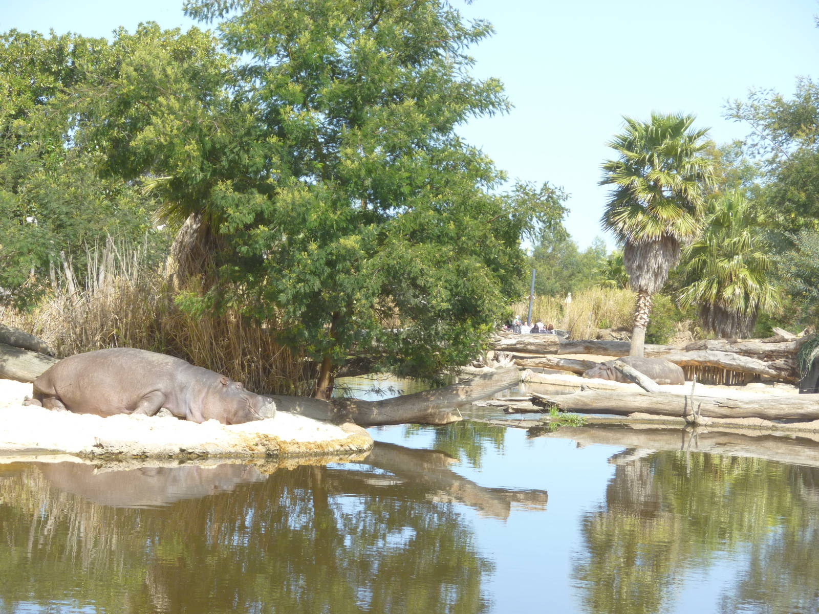 Male Hippo Pool