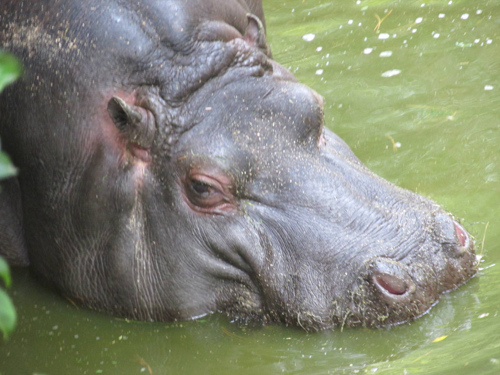 male hippopotamus chapultepec zoo