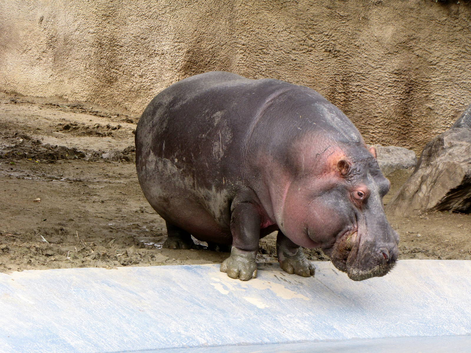 Male Hippopotamus
