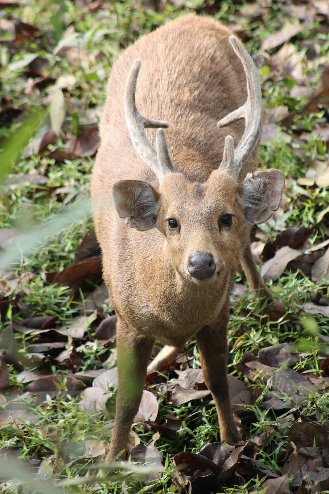 male Hog Deer (Axis porcinus)