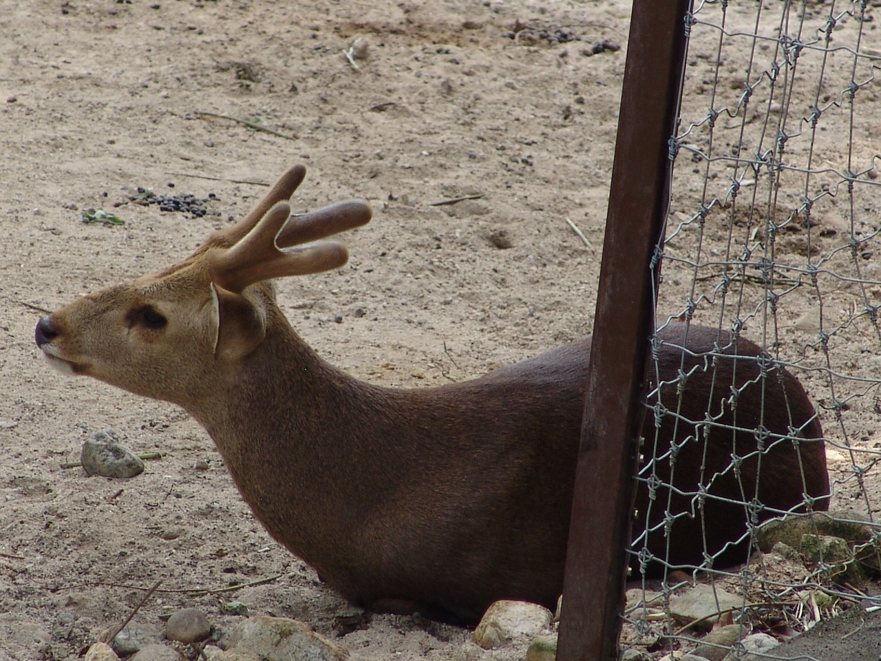 Male Hog Deer (Hyelaphus porcinus)