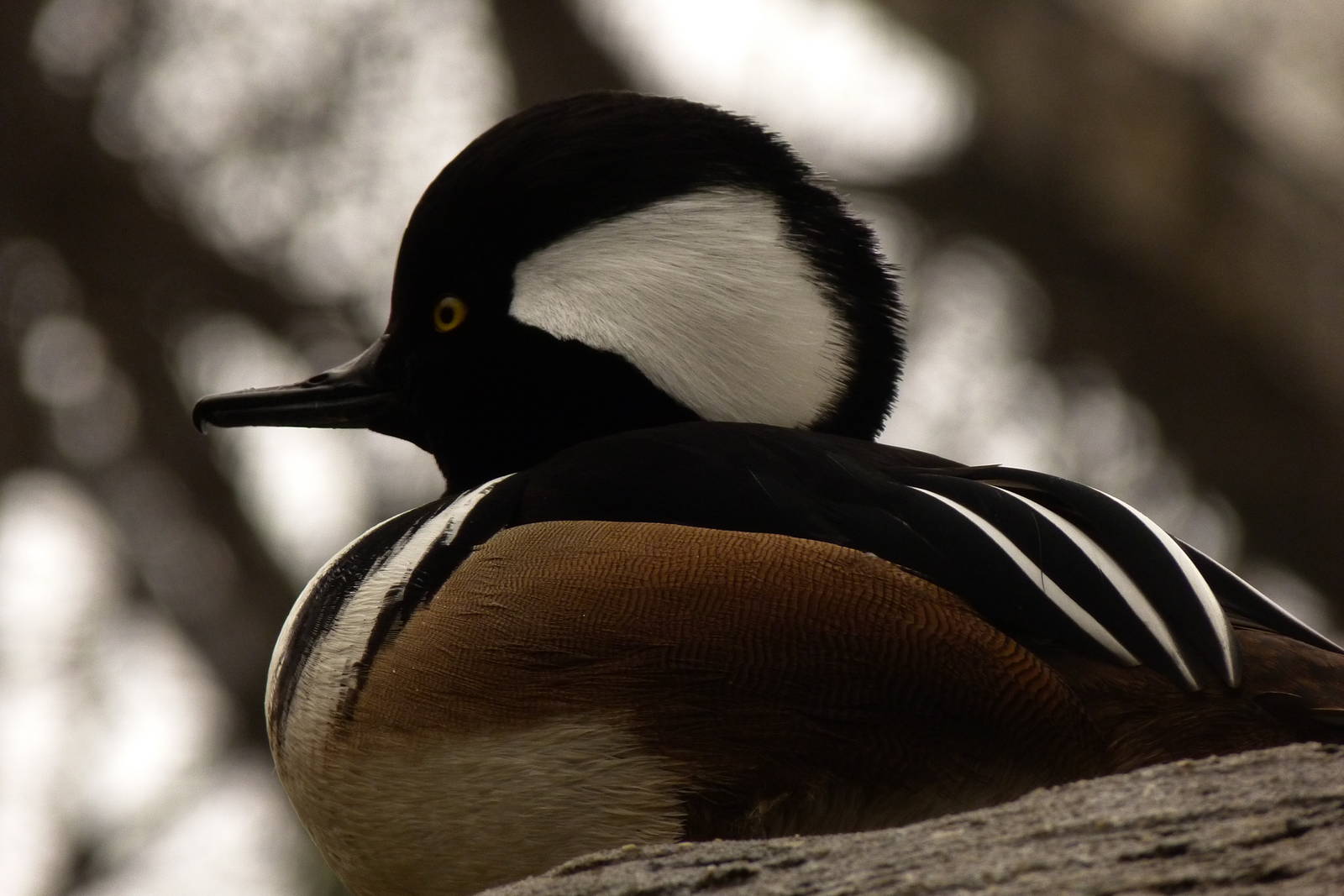 Male Hooded Merganser