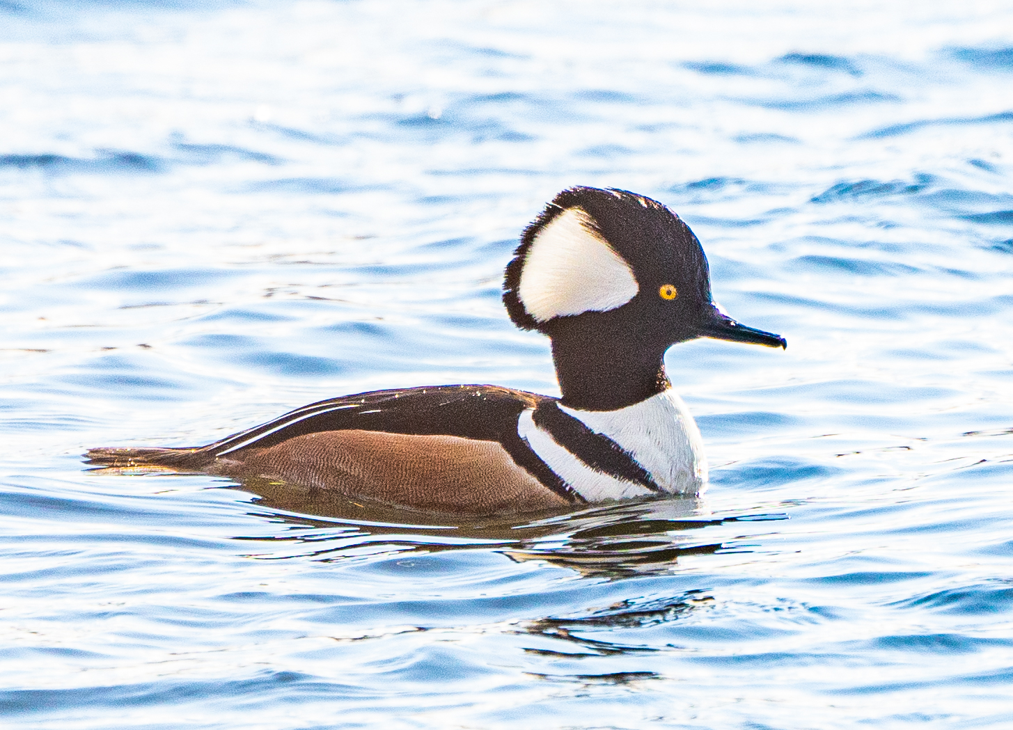 Male Hooded Merganser