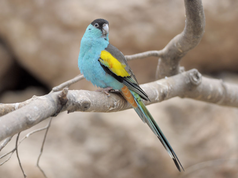 Male hooded parakeet at Paignton