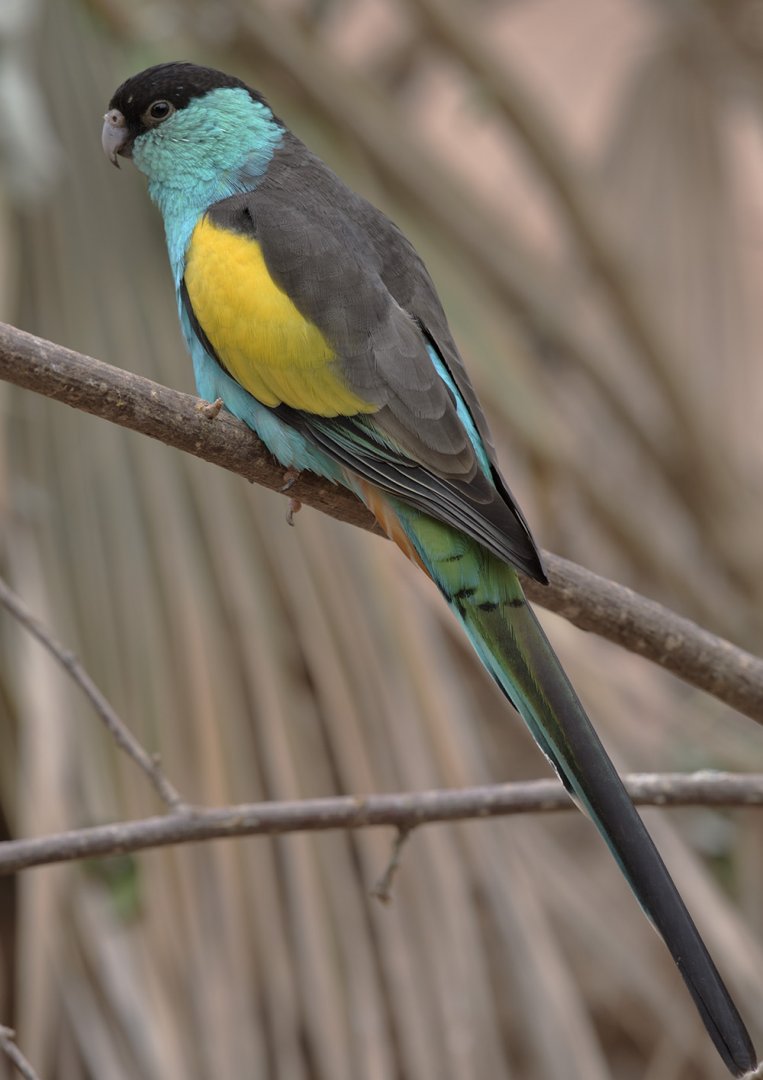 Male hooded parakeet