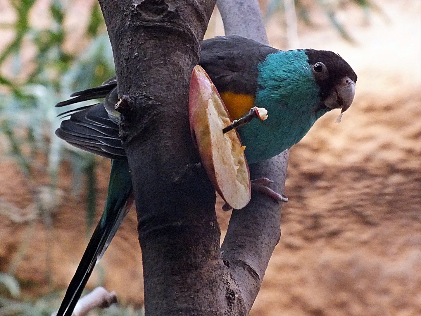 Male hooded parrot