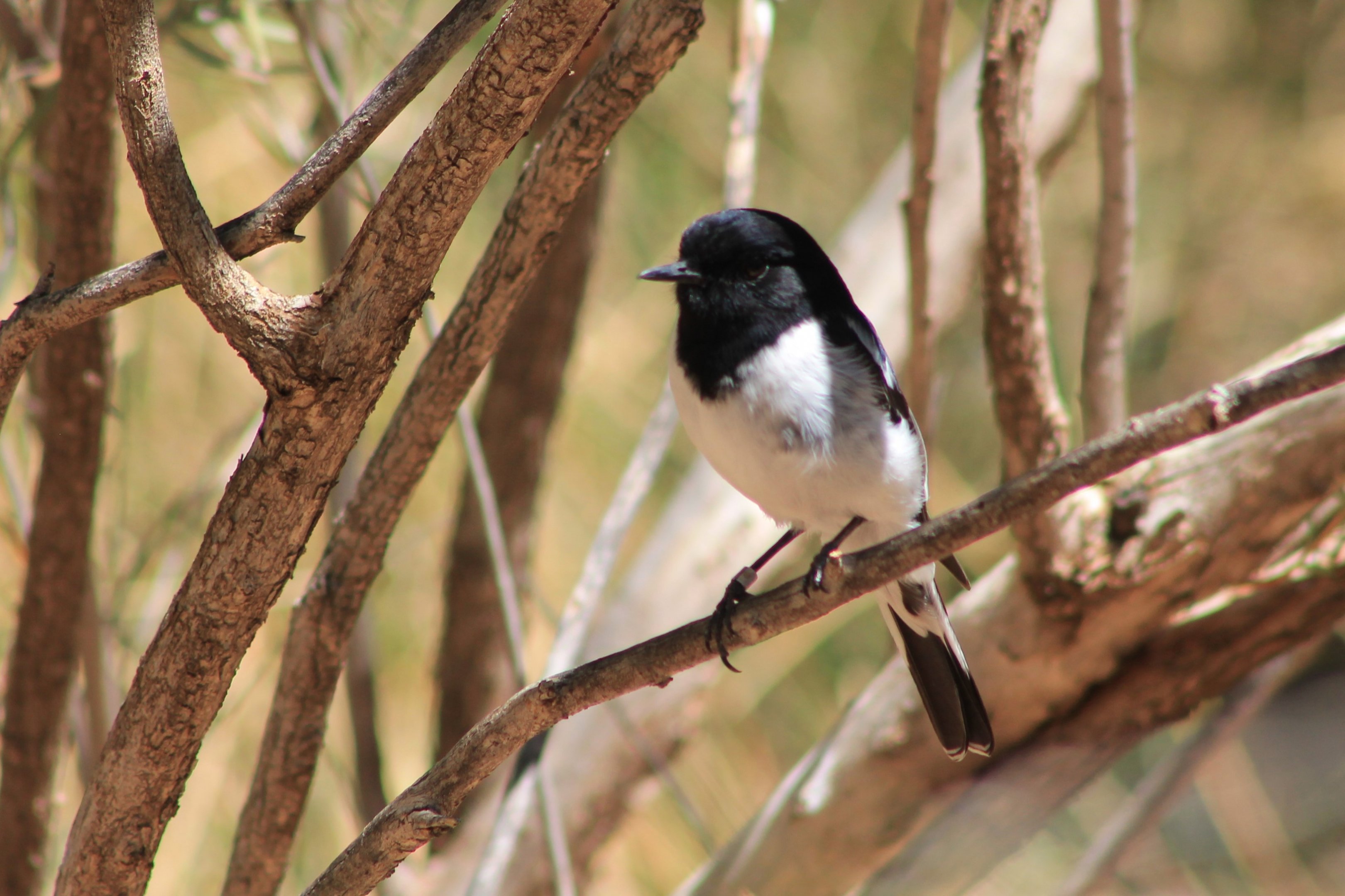 male Hooded Robin (Melanodryas cucullata)