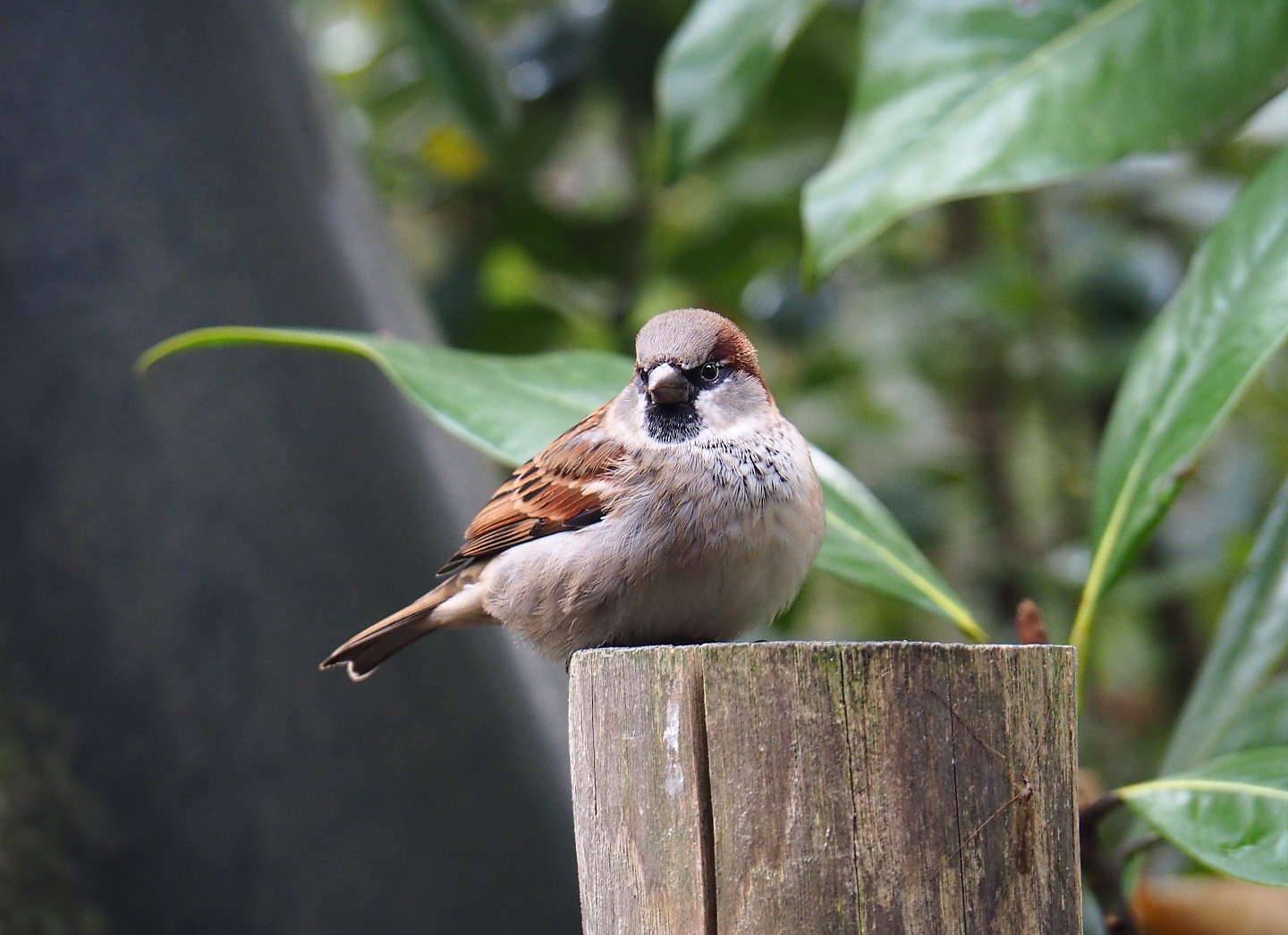 Male house sparrow (Passer domesticus), Nov 10th, 2018