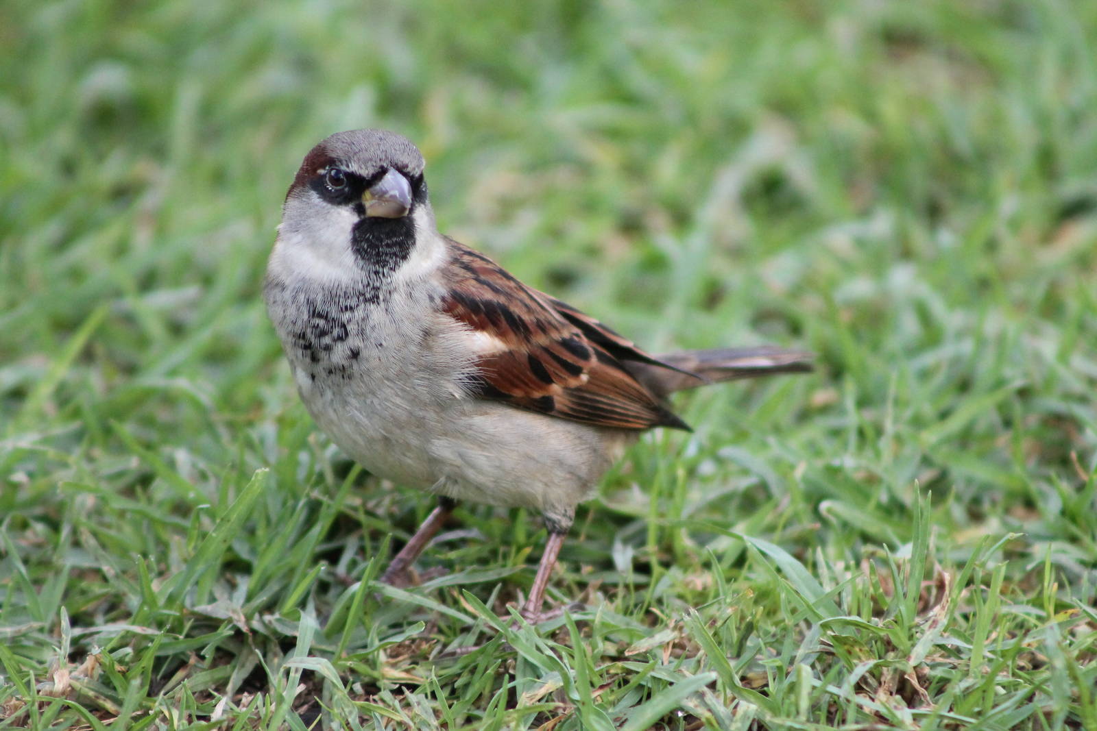 Male house sparrow (Passer domesticus)