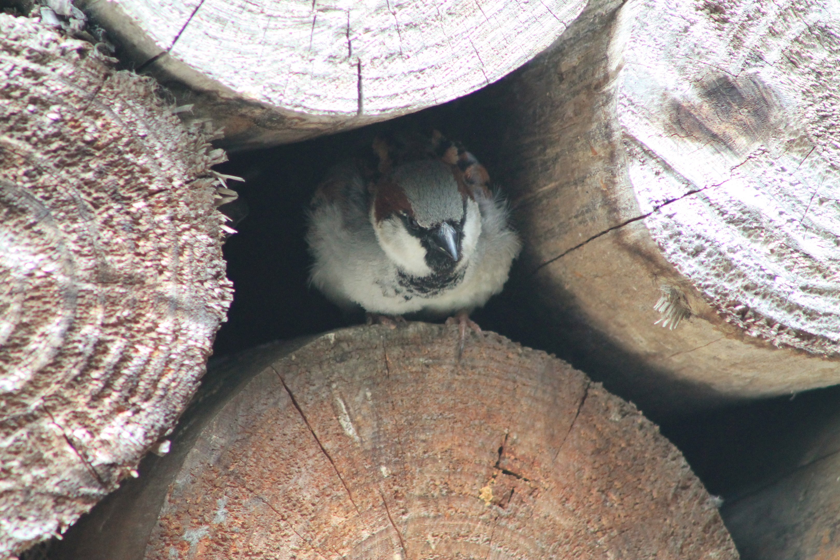 Male House Sparrow (Passer domesticus)