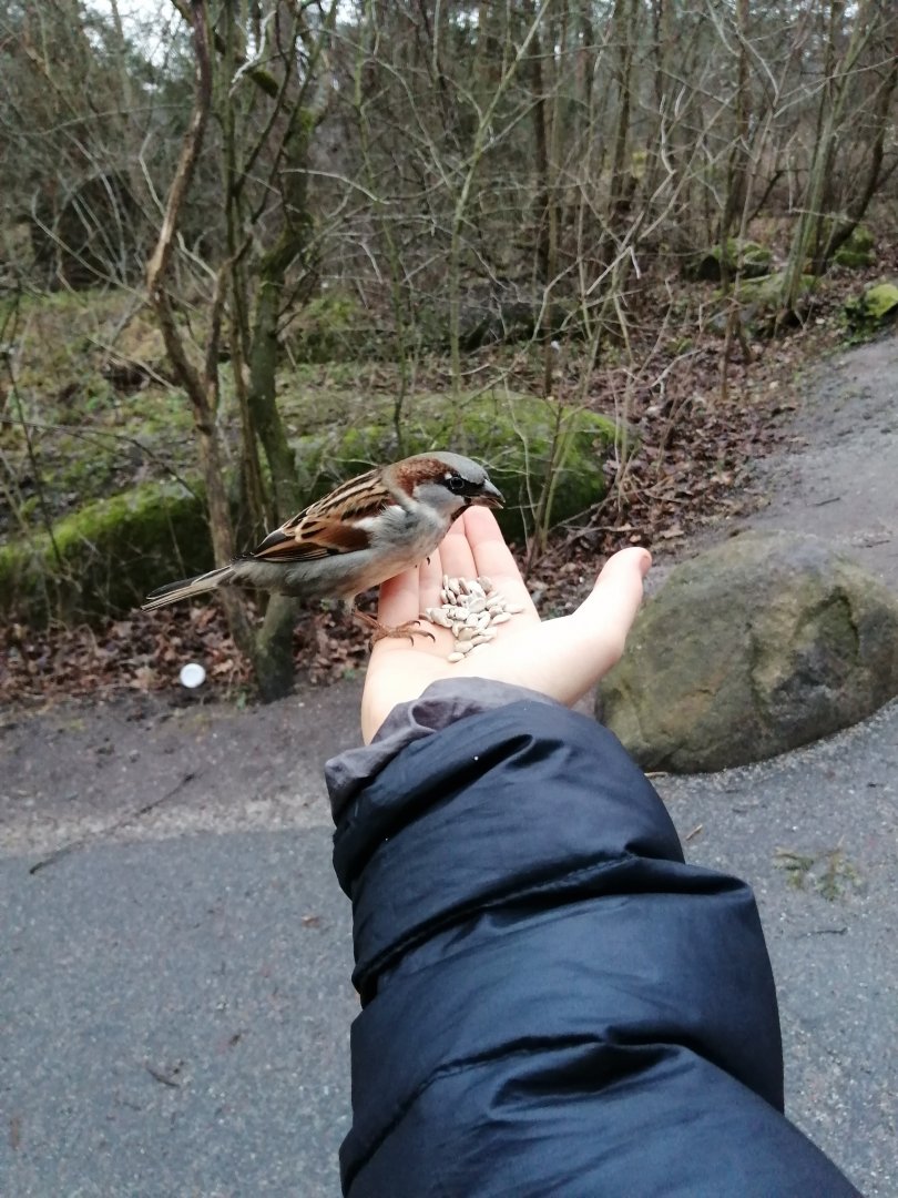 Male House sparrow (Passer Donesticus)