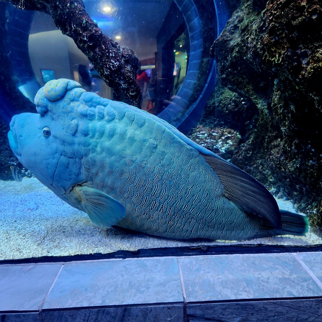 Male Humphead Wrasse (Cheilinus undulatus)