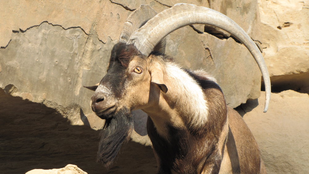 male ibex bezoar(dezful zoo)