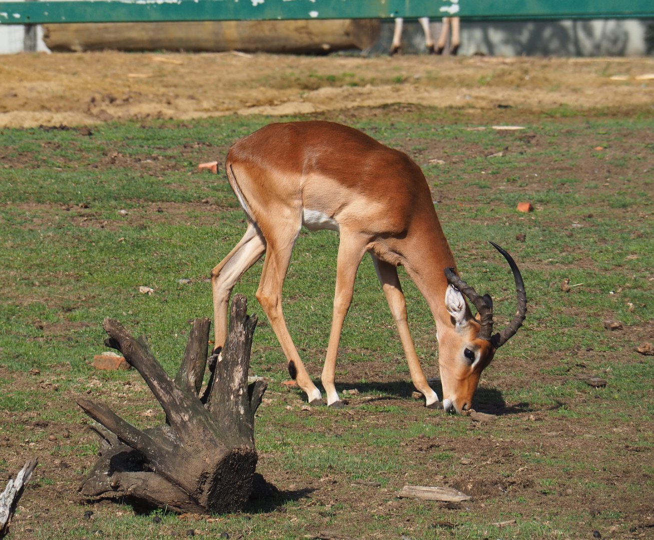 Male impala (Aepyceros melampus melampus), 2019-08-04