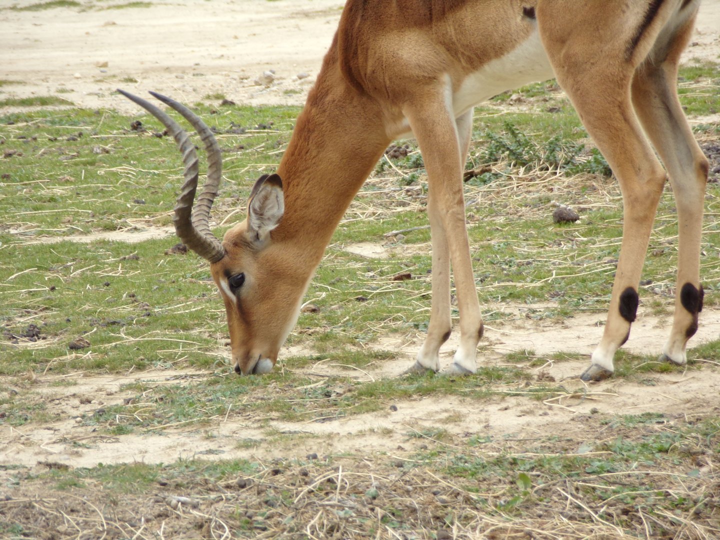 Male Impala grazing - Réserve Africaine de Sigean (2024)