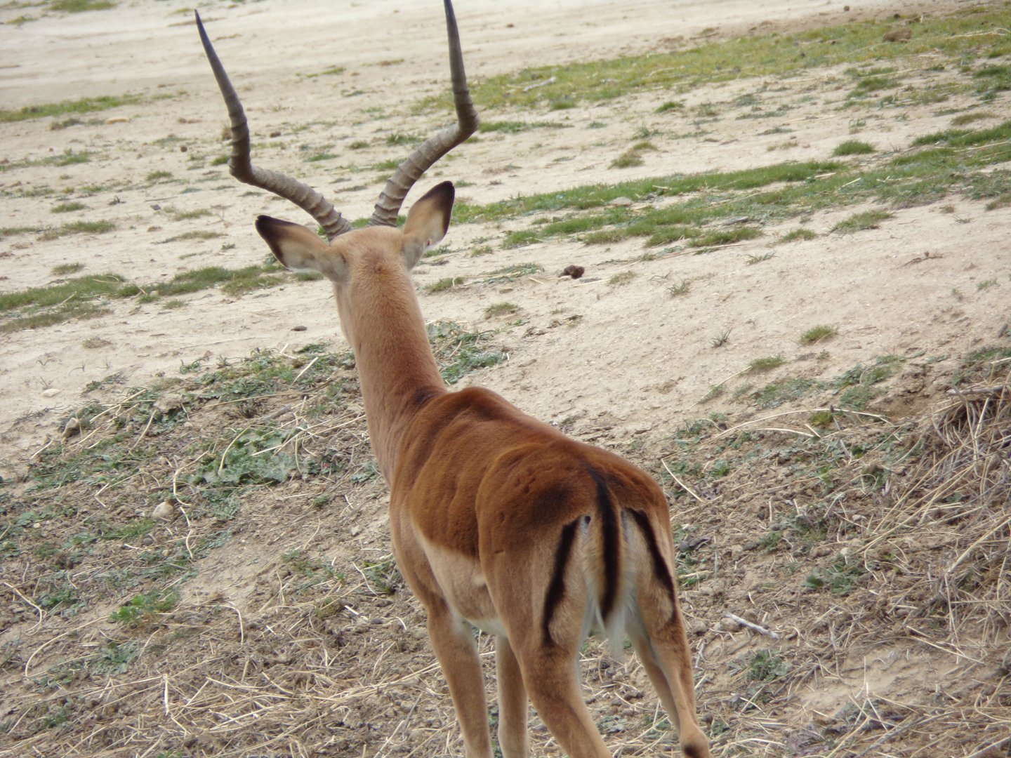 Male Impala - Réserve Africaine de Sigean (2024)