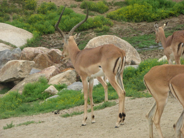 Male impala