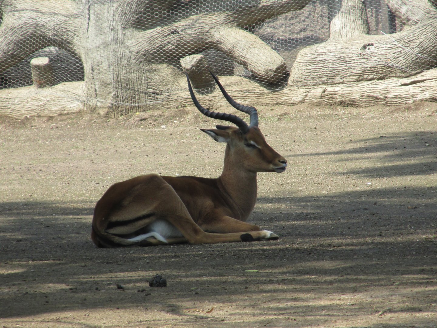 male impala