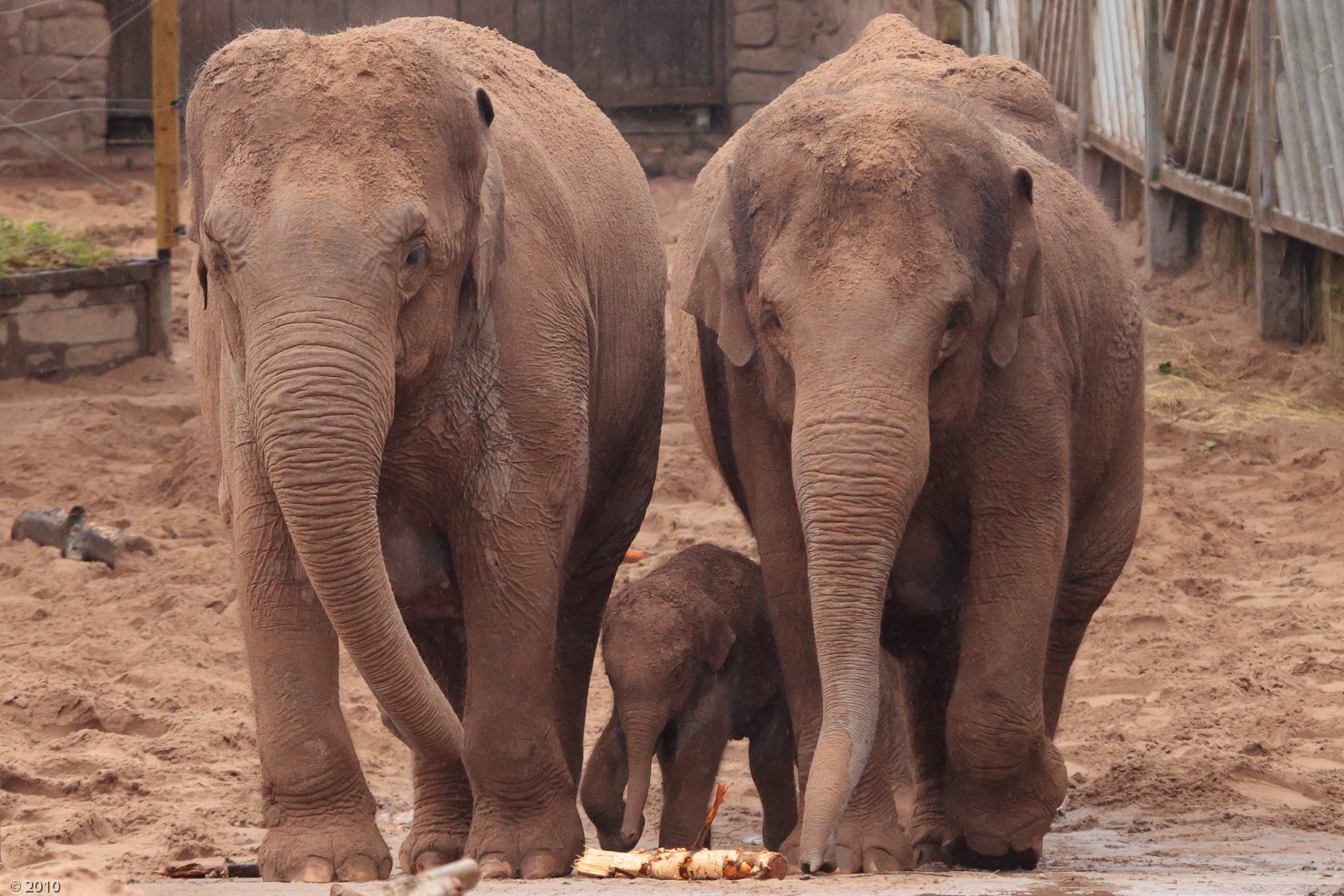 Male Indian Elephant Calf Nayan - Born 18/07/2010