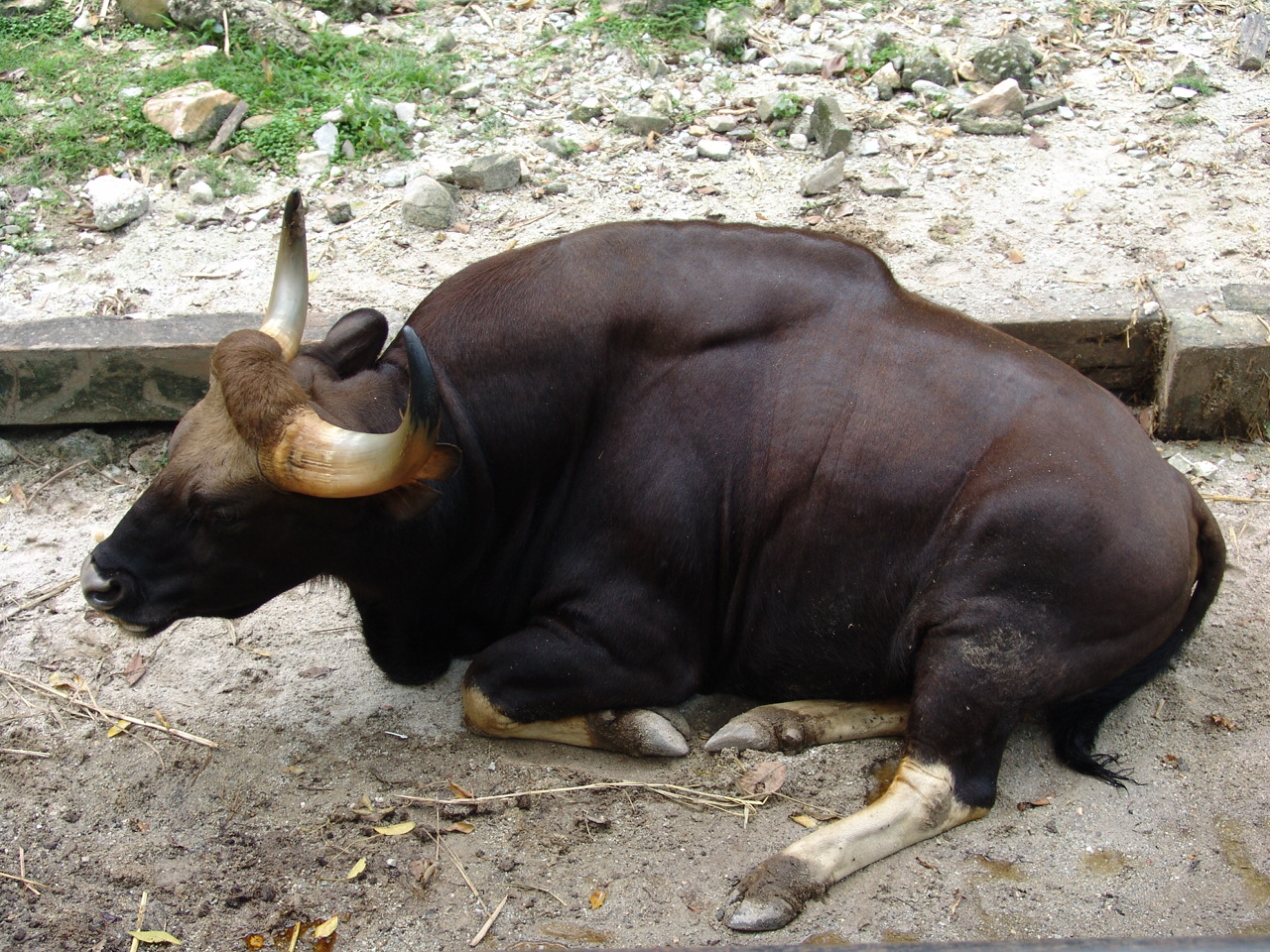 Male Indian Gaur (Bos gaurus gaurus)