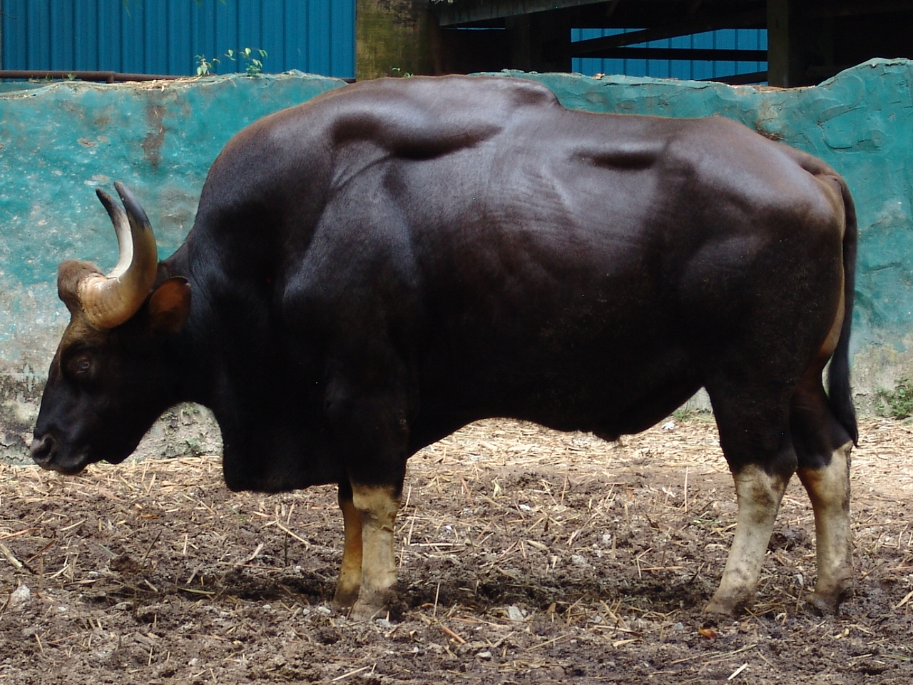 Male Indian Gaur (Bos gaurus gaurus)