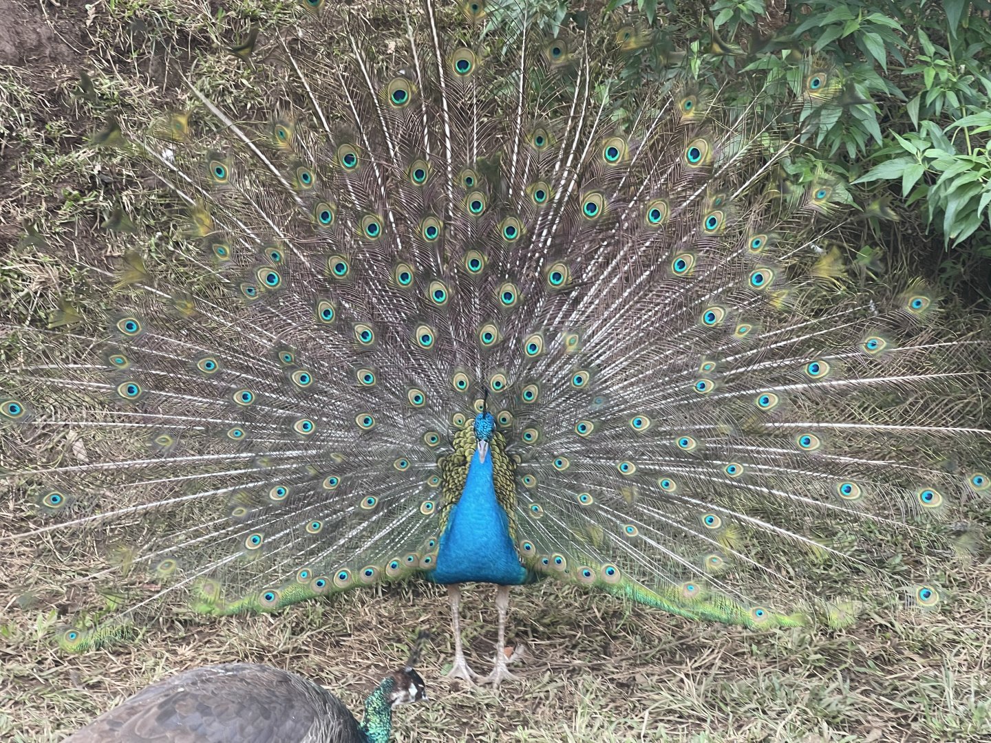 male indian peafowl (pavo cristatus)