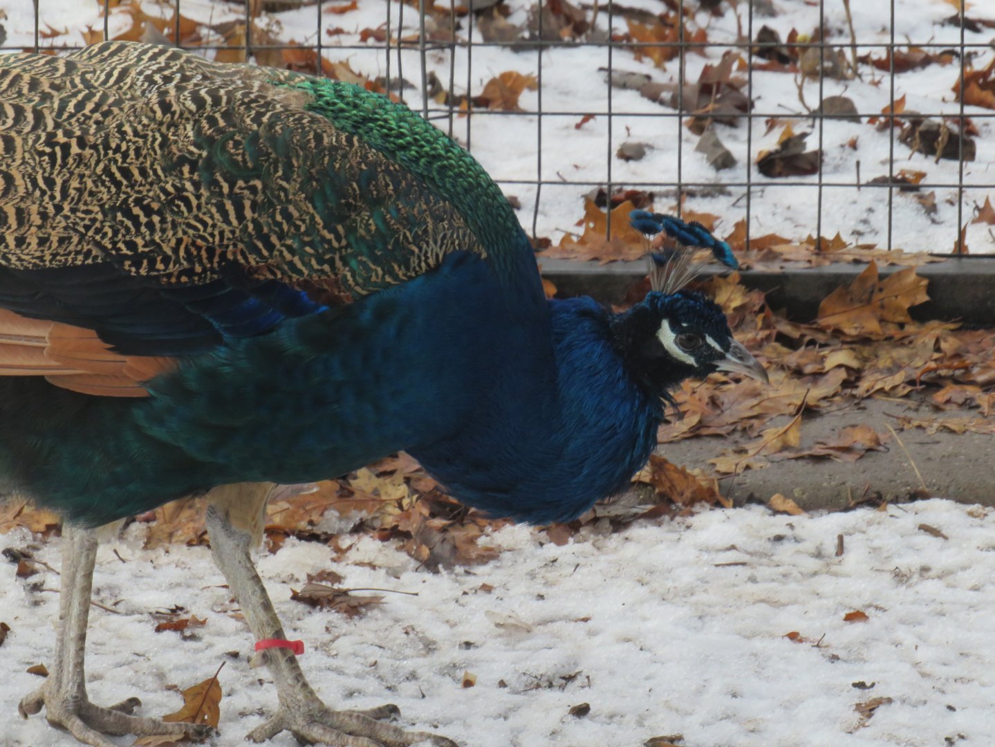 Male Indian peafowl