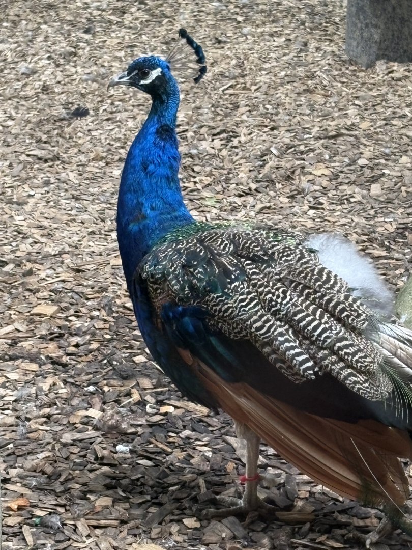 Male Indian Peafowl