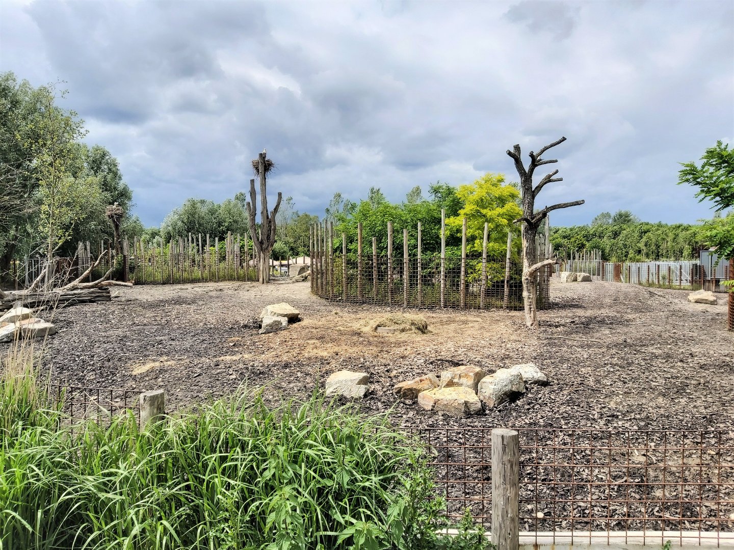 Male Indian rhino(ceros) enclosure