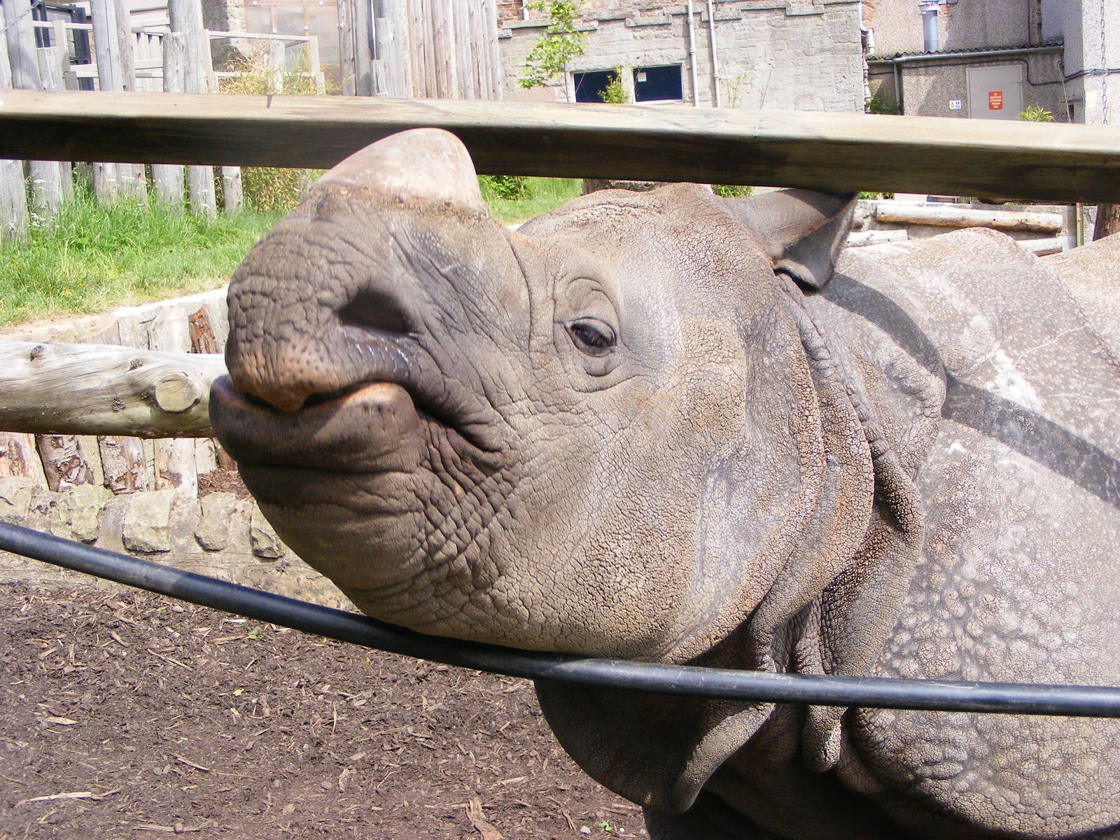 Male Indian Rhino (Rhinoceros unicornis)