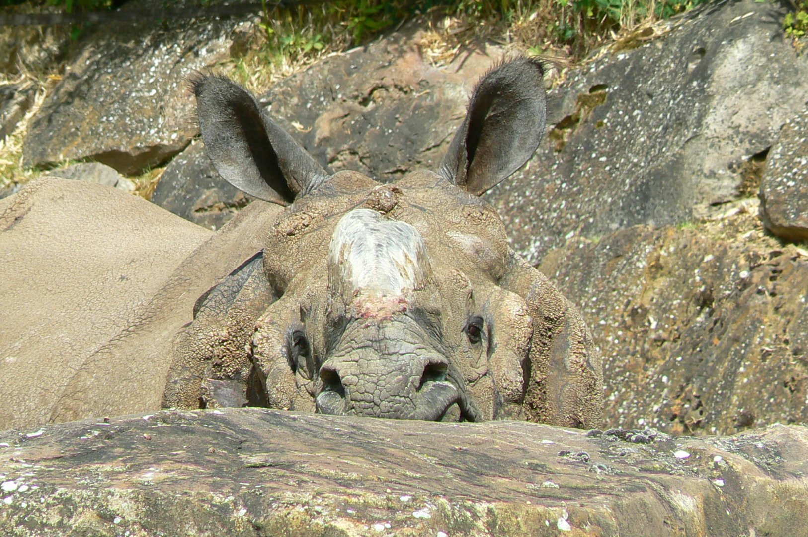 Male indian rhino Sahib hidden by a rock