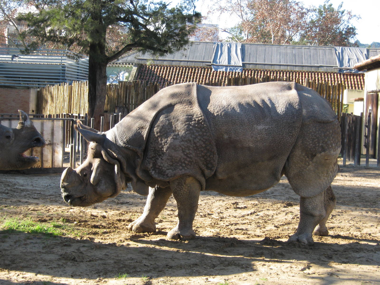 Male Indian Rhino
