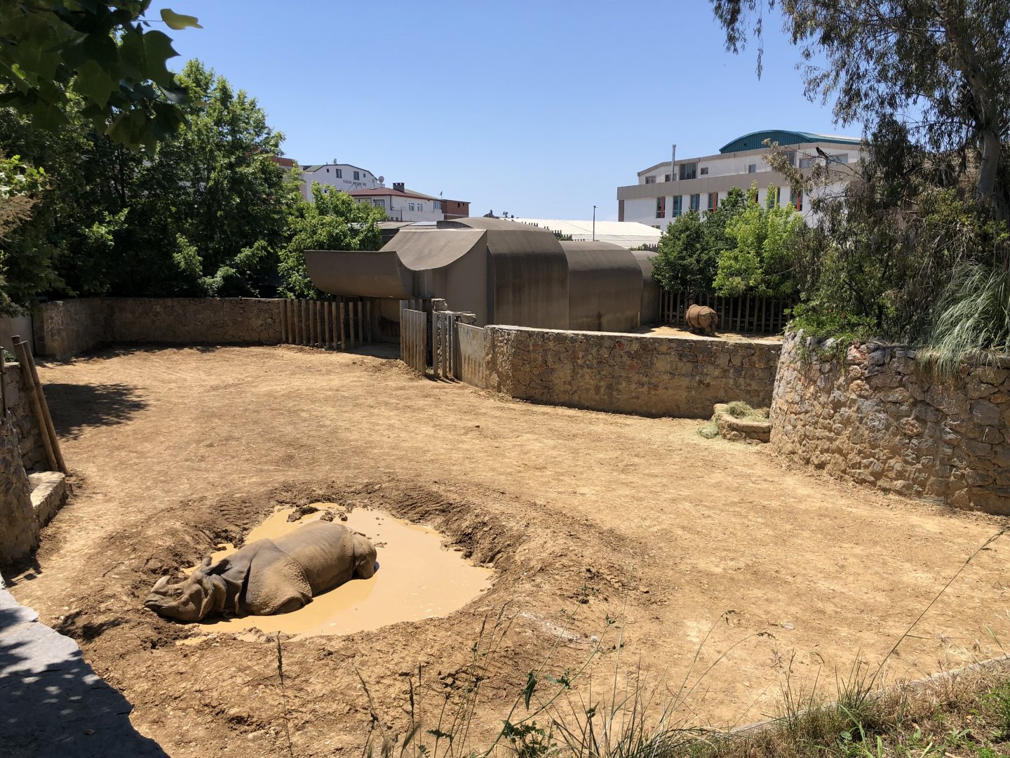 Male Indian rhinoceros exhibit
