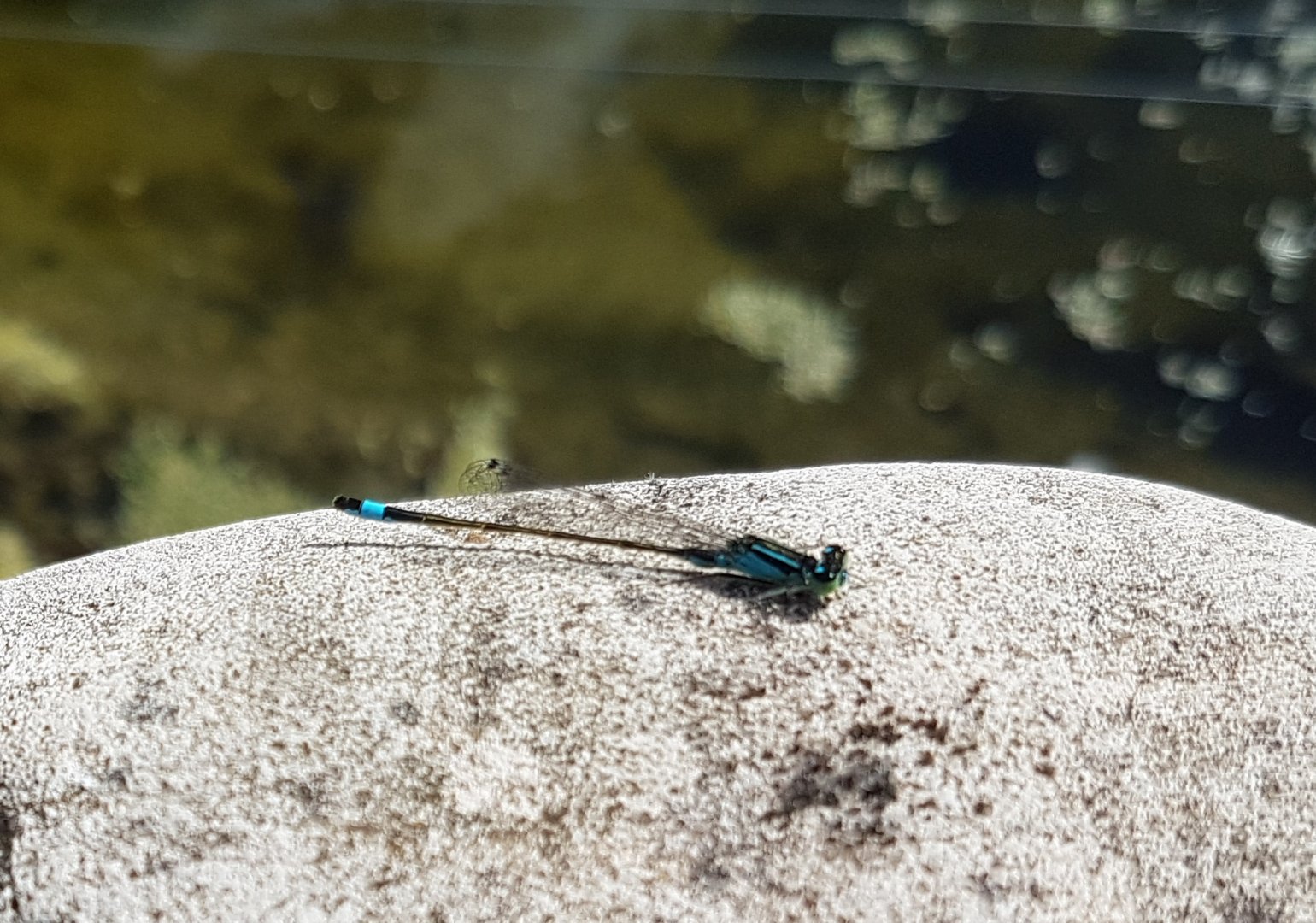 Male Ischnura elegans