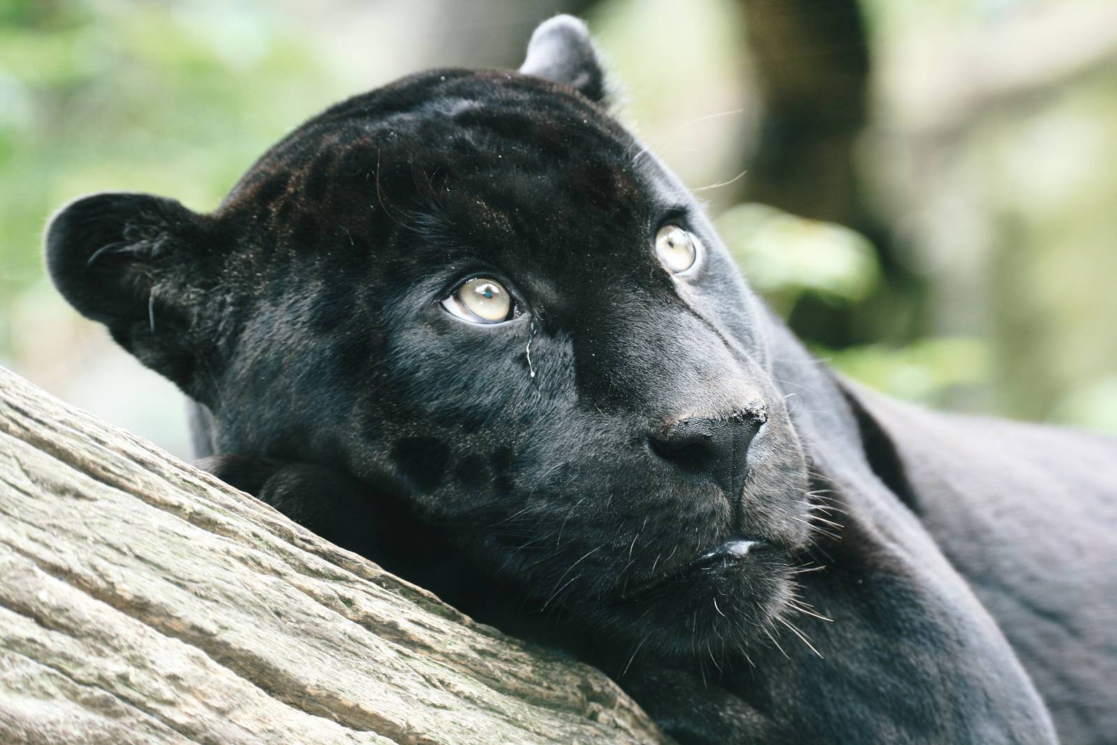 Male Jaguar (Mowgli)