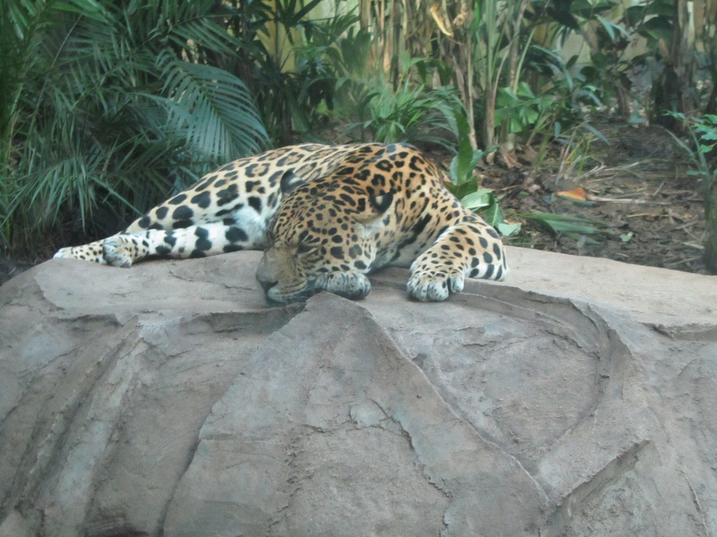 Male Jaguar Napo