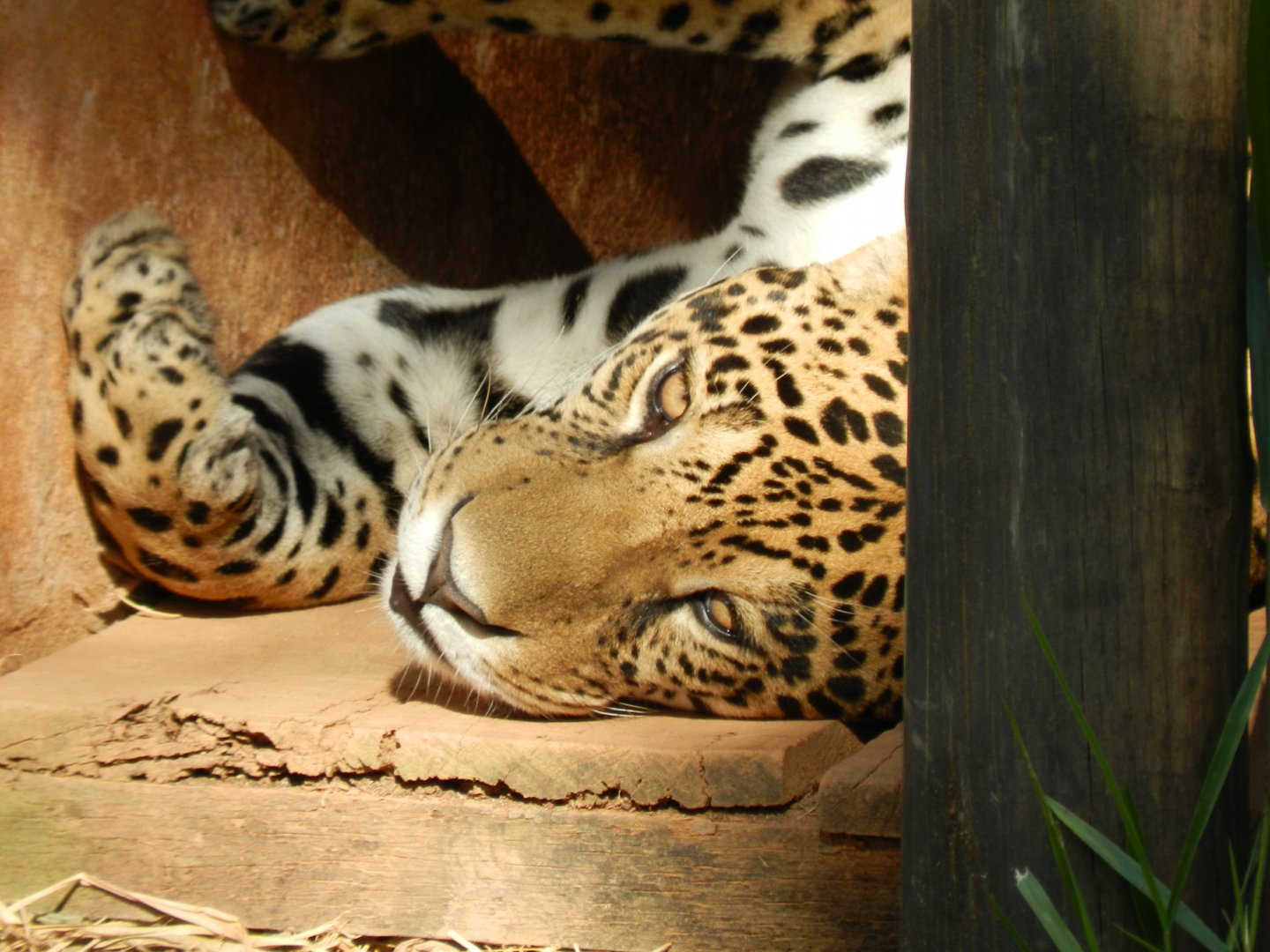 Male jaguar "Pytu" - Belo Horizonte zoo