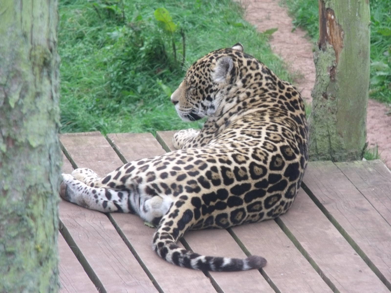Male jaguar