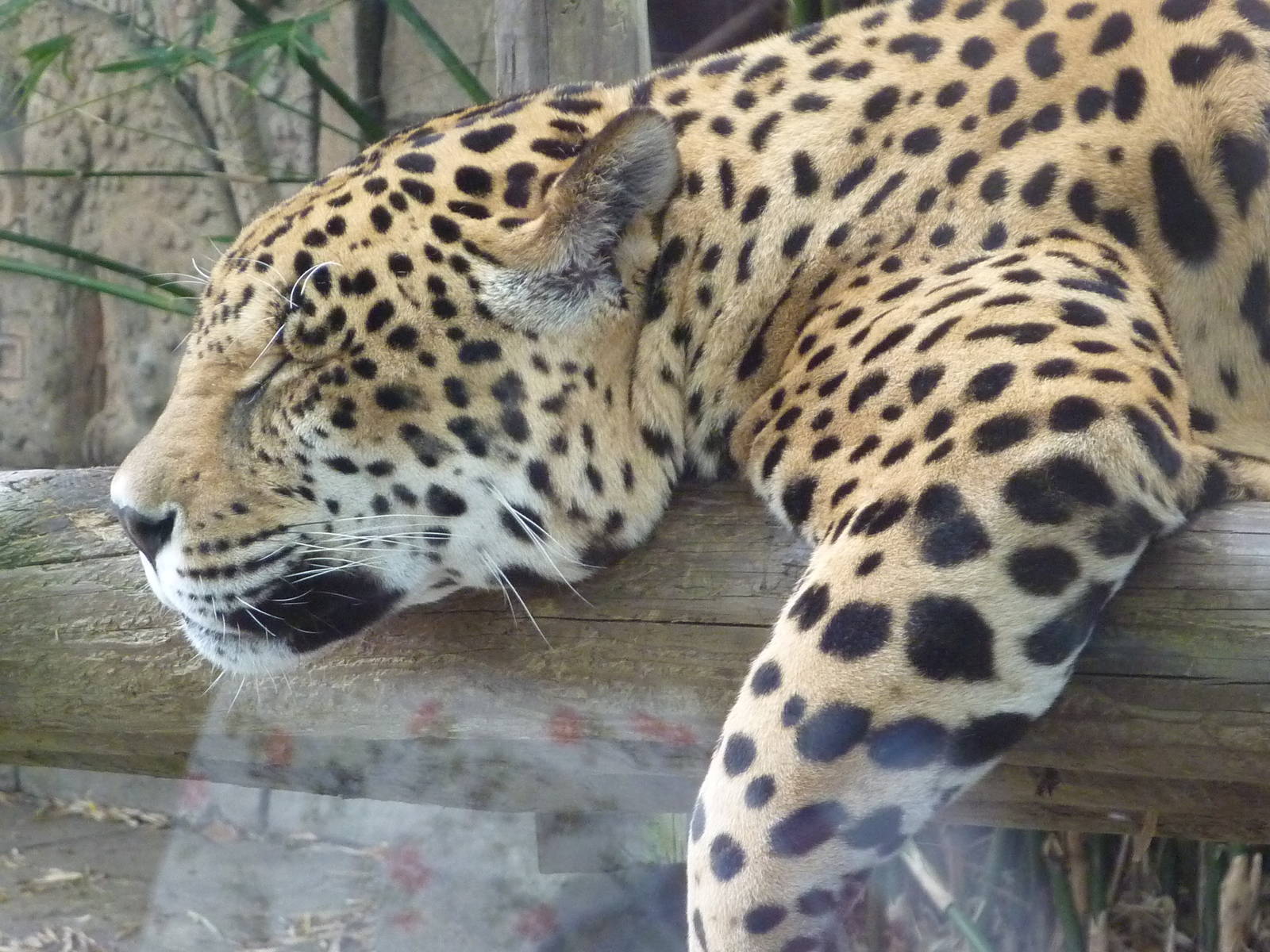 Male Jaguar