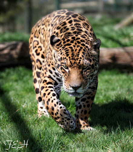 male jaguar