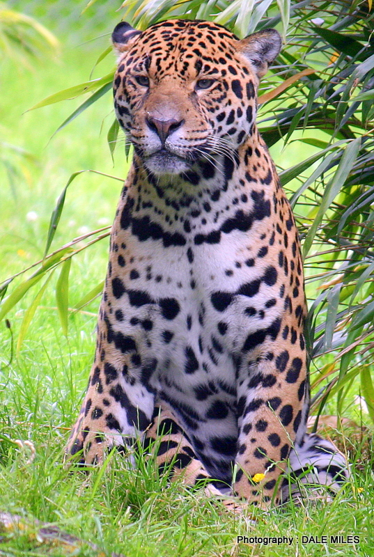 Male Jaguar