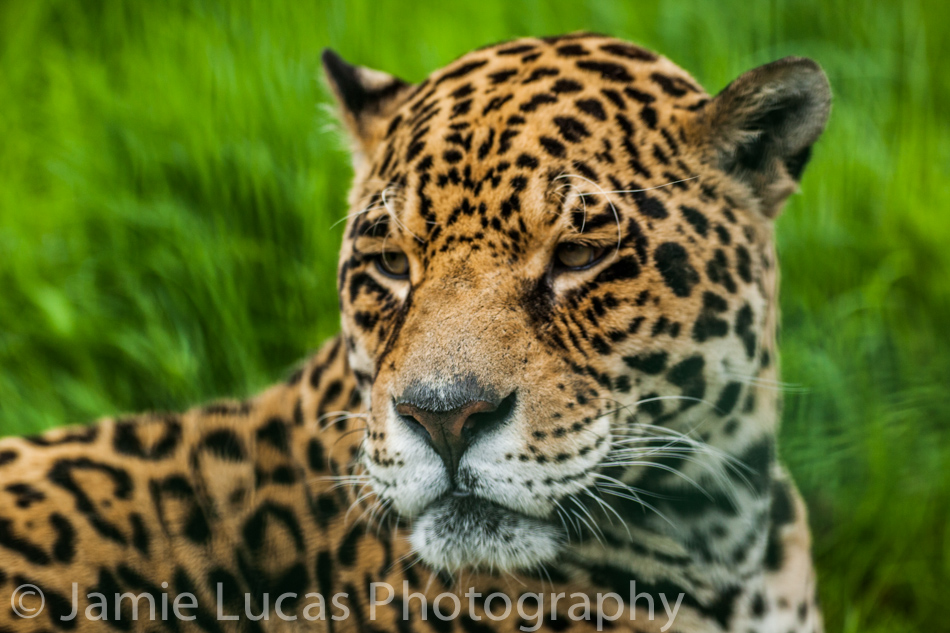 Male Jaguar