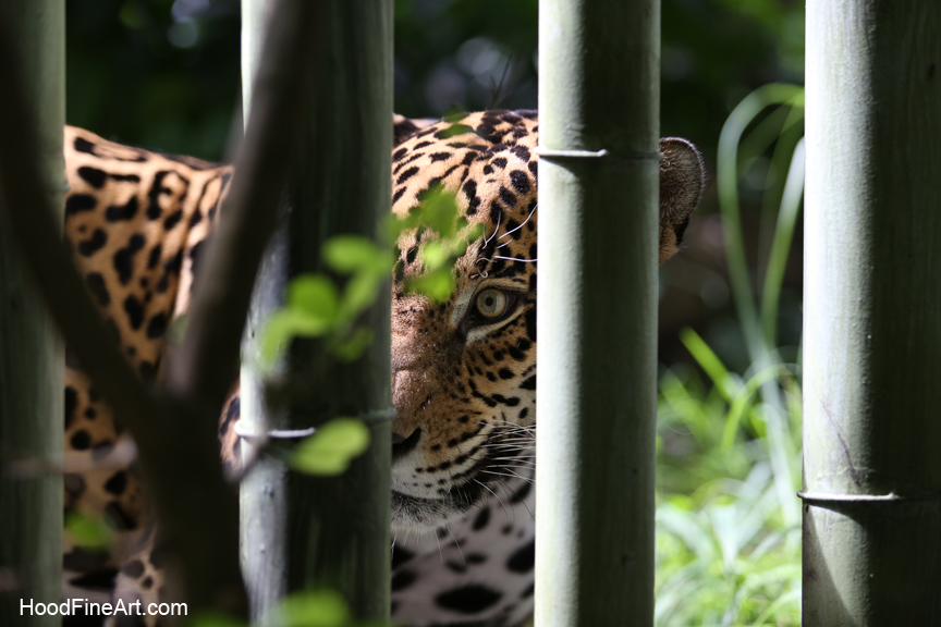 male jaguar